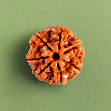 7 Mukhi Rudraksha (NEPAL) with certificate